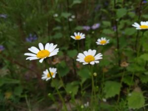 flower, nature, sea of flowers, travel, beautiful flowers, the scenery, campus, pyrethrum, flowers pyrethrum, daisy, ox-eye daisy, flower wallpaper, feverfew, chrysanthemum, plant, flower sea, tourism, landscape, oxeye, white chrysanthemum, flower background, pyrethrum, pyrethrum, feverfew, feverfew, feverfew, feverfew, feverfew